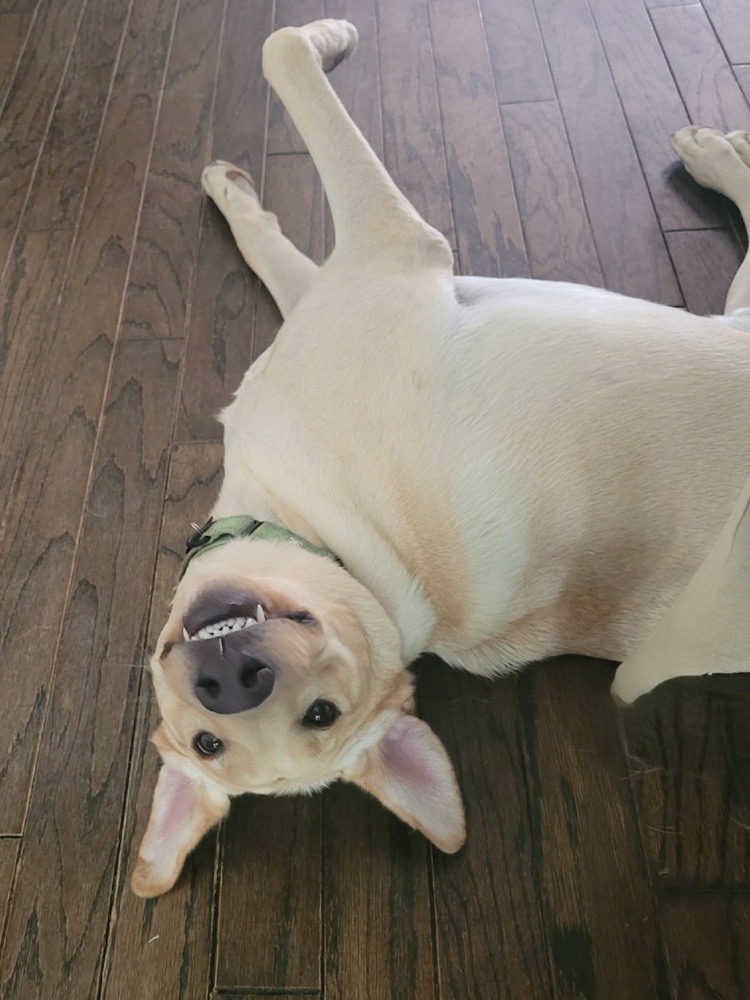 Meet Jack! He is an easy-going one-and-a-half-year-old yellow Labrador Retriever with soft caramel-colored ears. Jack was surrendered to WCLRR when his family found that they did not have time to give him the attention he deserved.