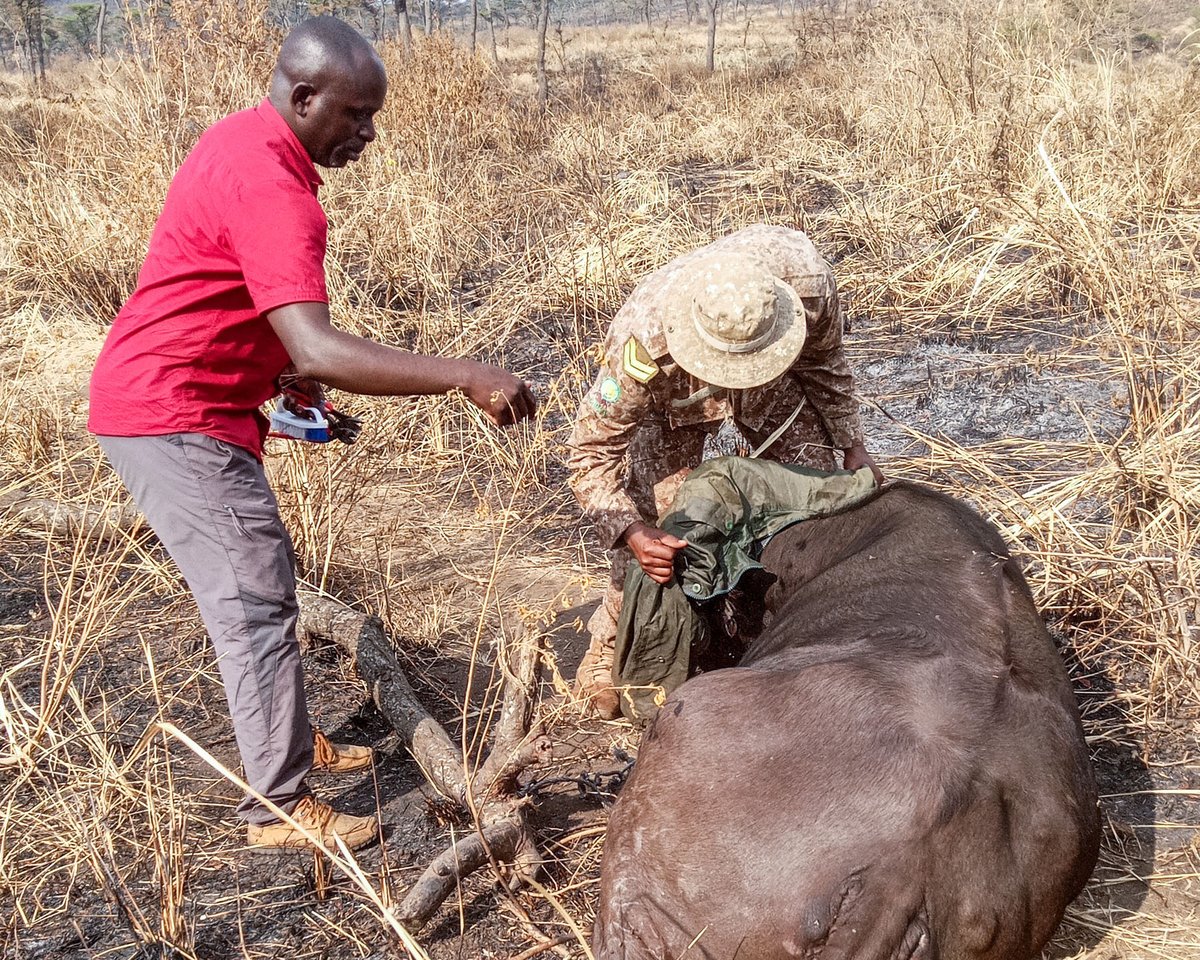 UgandaCF's tweet photo. Our team in #QueenElizabethNationalPark works closely with the Uganda Wildlife Authority (UWA) and partners to ensure the safety and health of the gallant wildlife inhabitants. In addition to law enforcement and operations support, we are particular about Veterinary,

1/8 https://t.co/4Y2MpWF2hd