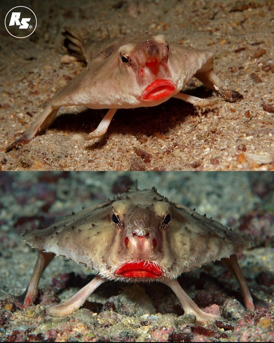MissHardy93's tweet photo. I just saw this on Instagram. I can't stop laughing 🤣🤣🤣
#RedLippedBatfish https://t.co/aQ8KnCY6WK