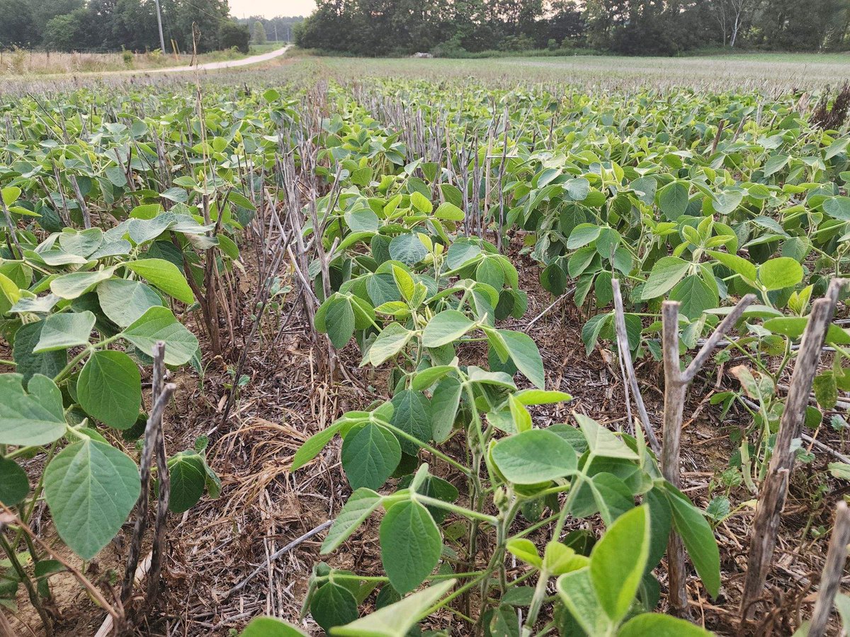 Nothing new to see here but still impressive to reflect on how farmers have developed intensive no-till soybean double cropping rotations following winter canola harvest over the last 3 to 4 decades. #canola #doublecrop #rubiscoseeds