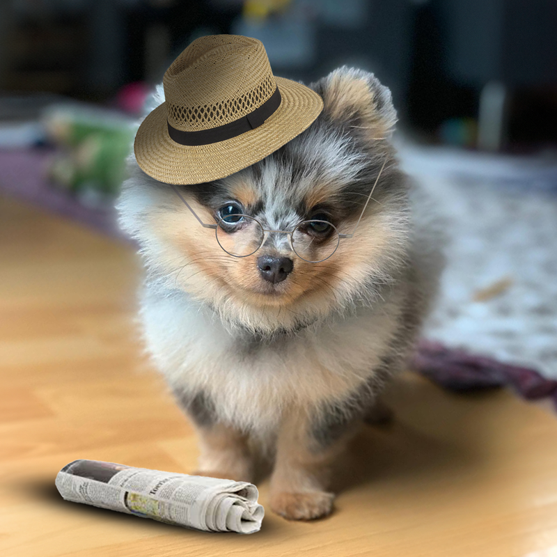 $Bubbles the Pom tweet media