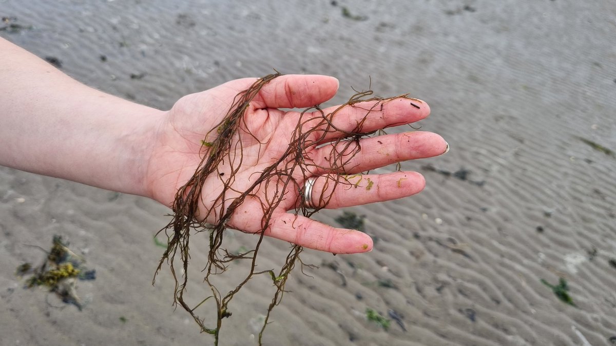 Cardiff Curator tweet media