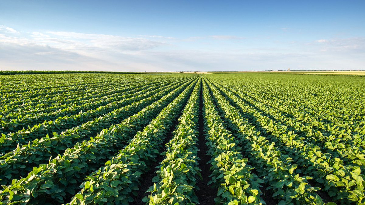 Save on input costs with Bio-Sul Premium Plus! 🌱 With an average savings of $14 per acre, Bio-Sul provides your crops with season-long nutrient availability at a much lower cost. Calculate what you could be saving with Bio-Sul today: bit.ly/3MShlZo #BioSulNation