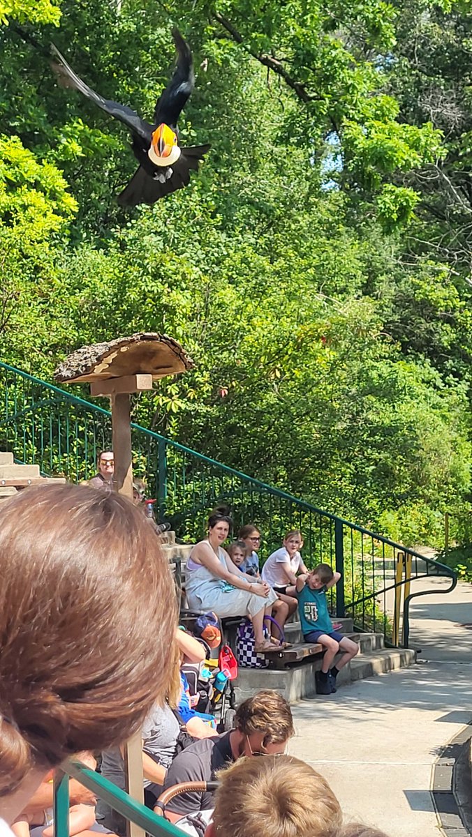 alyssa_joy's tweet photo. I am not a huge zoo person but ya’ll need to get to this #mnzoobirdshow ! Hell of a #zookeeperweek presentation. https://t.co/SiMEfO2ODv