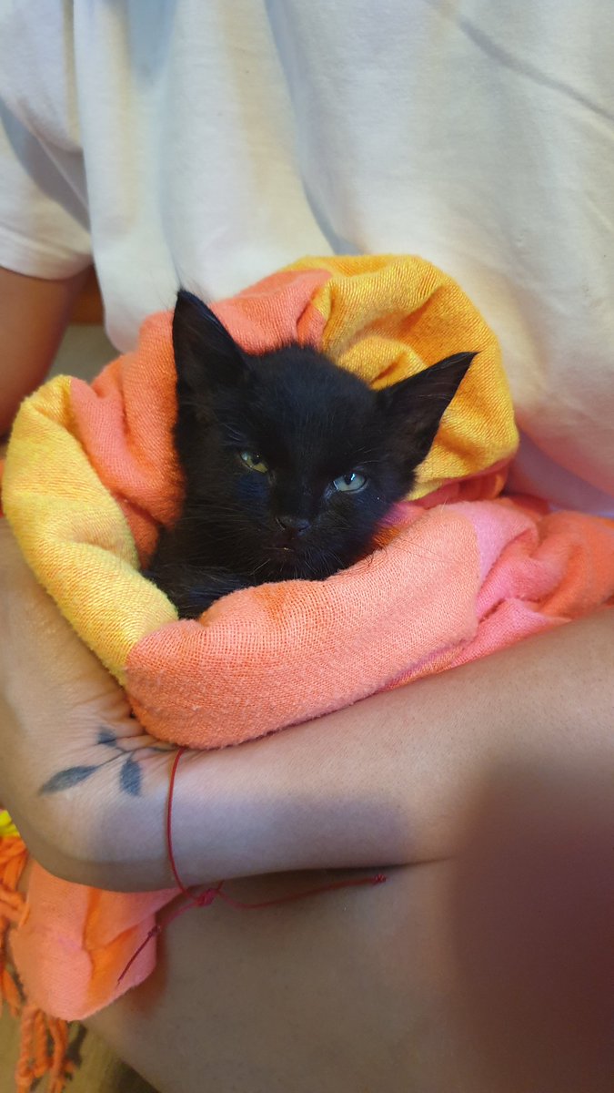 paque72's tweet photo. En adopción responsable, Gatito rescatado de 1 mes, desparasitado. Esta en Caracas. Perfecto estado de salud. ADOPTA💙😻 #AdoptaNoCompres #adopcionresponsable https://t.co/VycuPGCsay