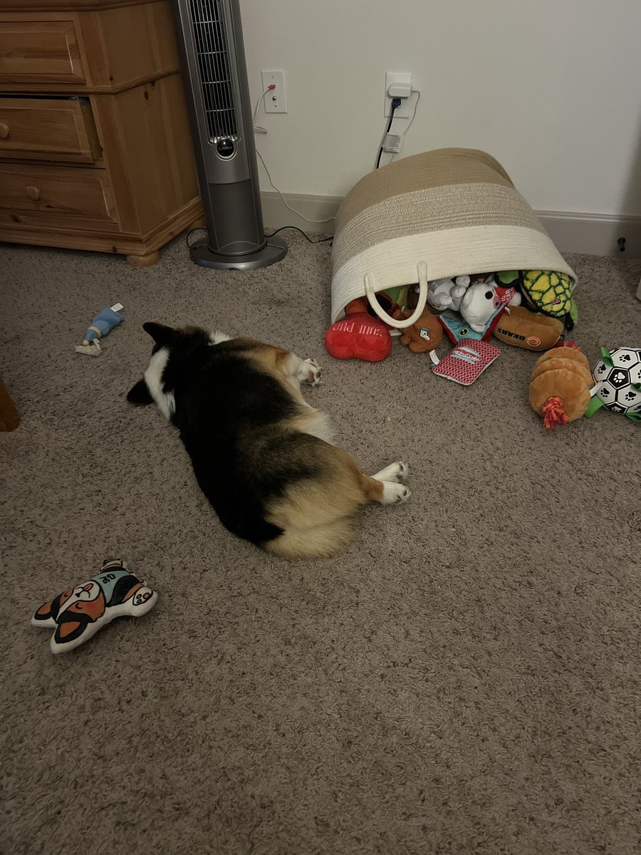ceedeethecorgi's tweet photo. Is it Friday yet? https://t.co/CKMiS7UPqj