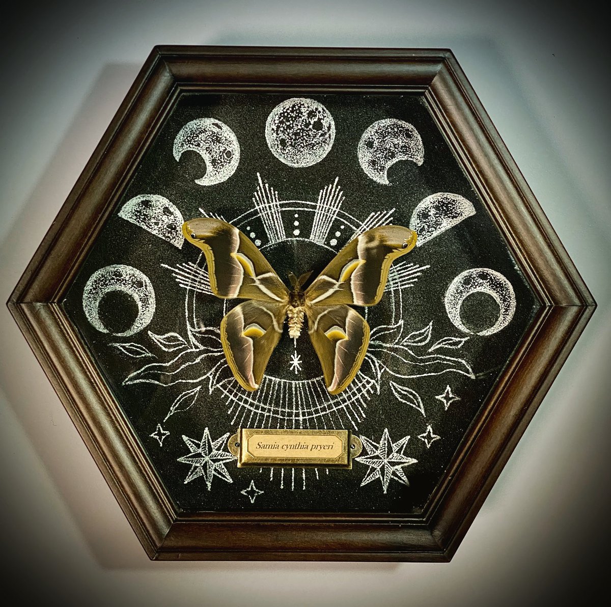 うつせみ標本屋@4/5カインズ城山店出店 tweet media