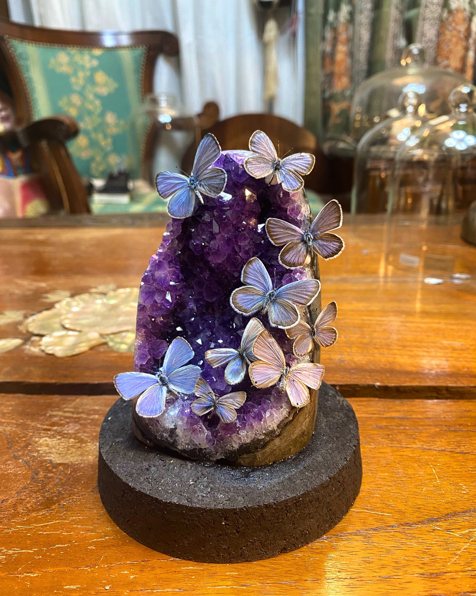 うつせみ標本屋 (@0111Swk) / X