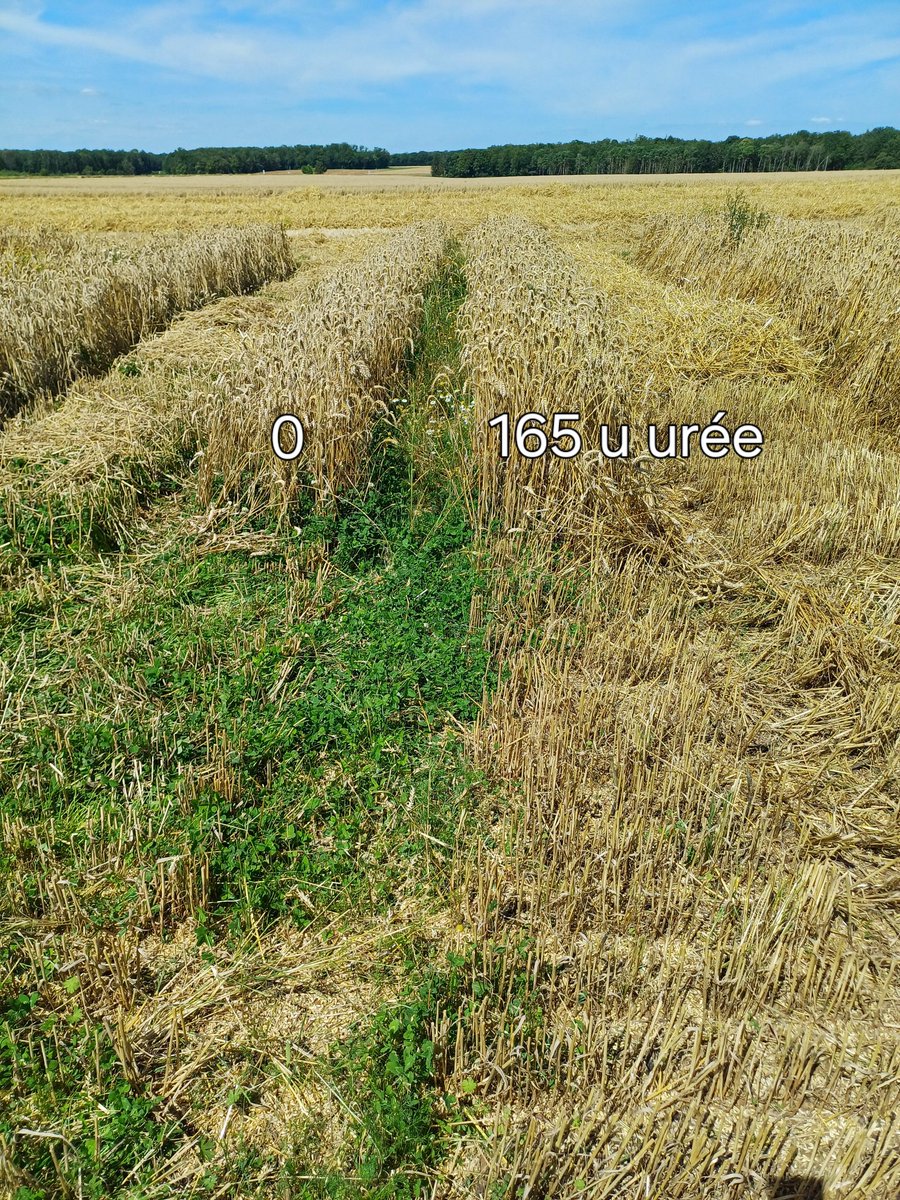 TonioPereira2's tweet photo. Pas besoins d'#herbicide pour reguler du 🍀 l'#azote sous forme ureique suffit #acs #couvertcdi #couvertpermanent #ecophyto https://t.co/cIvwmvJaaf