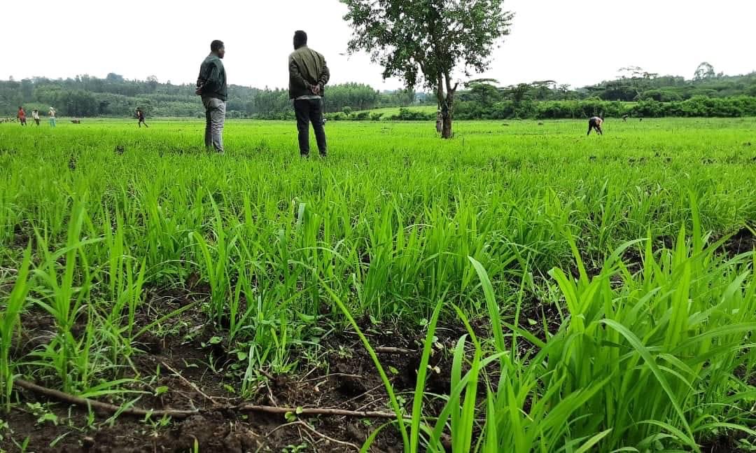 The Future of Ethiopia: agricultural transformation 
We started new initiative of rice farming as a new crop before 4 years with 6,000 hectares. This year we reached over 1.5 million hectares. A great breakthrough for our agricultural sector. I’m really proud of our farmers!