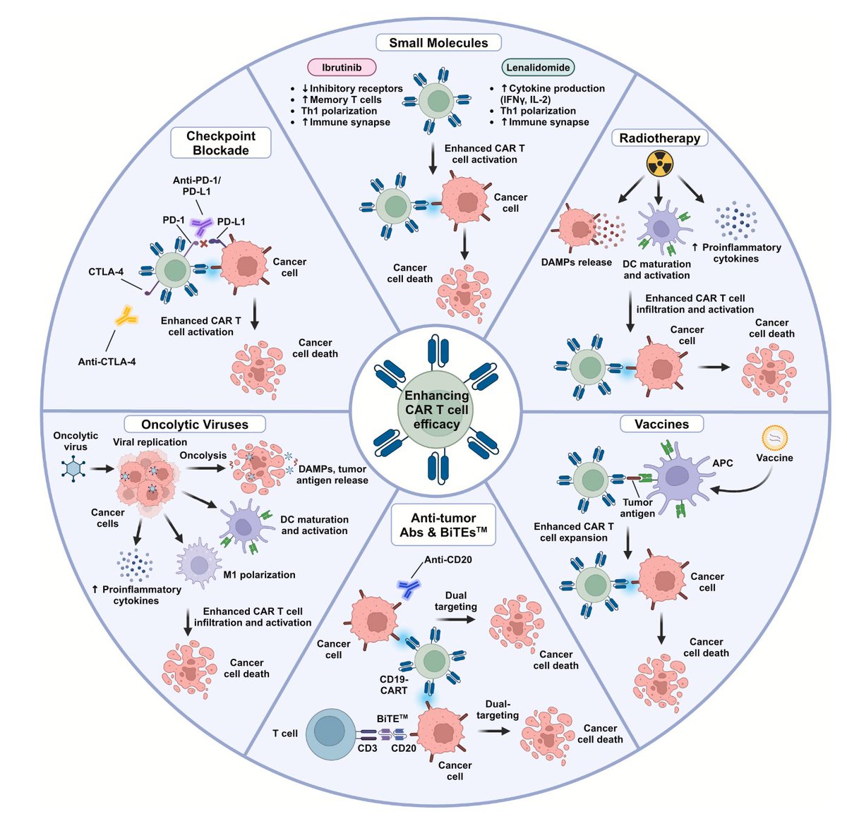 The multitude of ways to rev up the immune system vs cancer with combinations now being pursued 
cell.com/cancer-cell/ab… <a href="/UgiUslu/">Ugur Uslu</a> <a href="/carlhjune/">Carl June</a> <a href="/msofiacastelli/">Sofía Castelli</a>