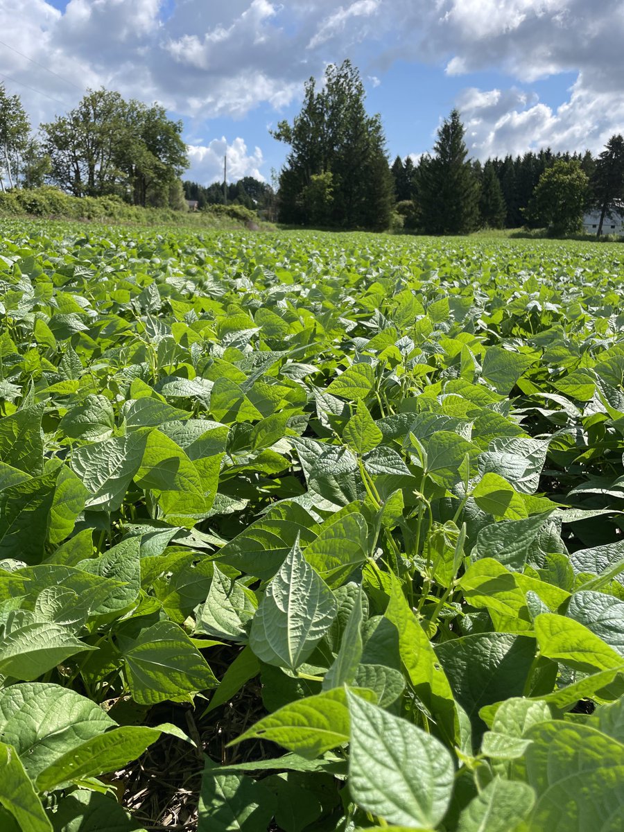 Peter Harvey tweet media