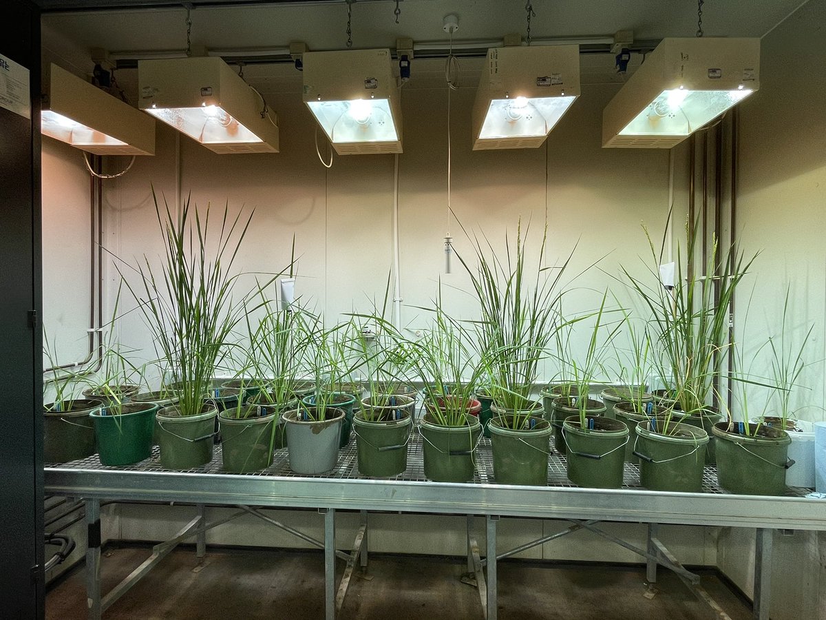 Ana Karla Lobo (@anaklobo) on Twitter photo We <a href="/LancsPhotosynth/">Lancaster Photosynthesis Group</a> are working hard this summer to better understand Rubisco activity regulation in potato ๐ฅ and rice ๐พ as part of the <a href="/PhotoBoost3/">Photo Boost</a> consortium at <a href="/LancasterUni/">Lancaster University</a> <a href="/LancsUniLEC/">Lancaster Environment Centre</a> We <a href="/LancsPhotosynth/">Lancaster Photosynthesis Group</a> are working hard this summer to better understand Rubisco activity regulation in potato ๐ฅ and rice ๐พ as part of the <a href="/PhotoBoost3/">Photo Boost</a> consortium at <a href="/LancasterUni/">Lancaster University</a> <a href="/LancsUniLEC/">Lancaster Environment Centre</a>