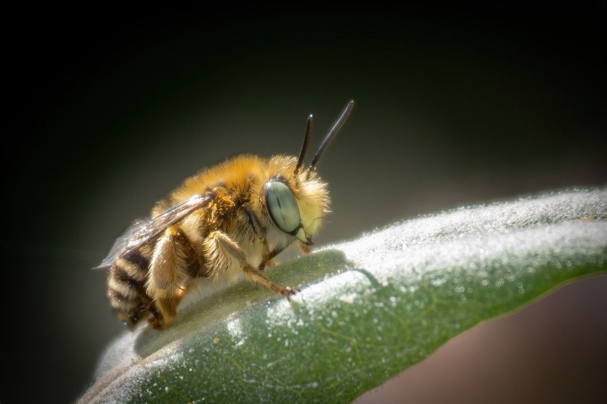 sdnpa's tweet image. How beautiful is the green eyed flower bee?

It&apos;s one of many species that needs bare sandy soil to nest. Keep a look out for them on the bell heather.

Have you ever seen one? 🐝 

📷 Graham Osbourne

#SouthDowns #ReNature  #HelpYourHeaths #Biodiversity #NatureRecovery #bees