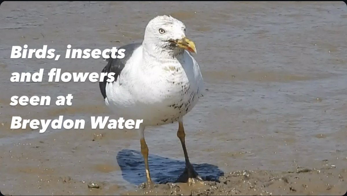 Birds and insects at Breydon Water
youtu.be/0SUE8JVgDW8