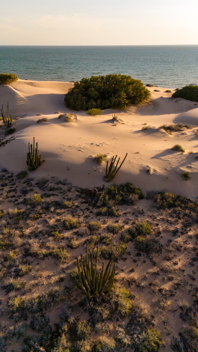 GGerardox2's tweet photo. Cardones enterrados, dunas, bosque de pino salado, mar. Esto es el Sahuimaro, SONORA. https://t.co/guEKvpjaiM