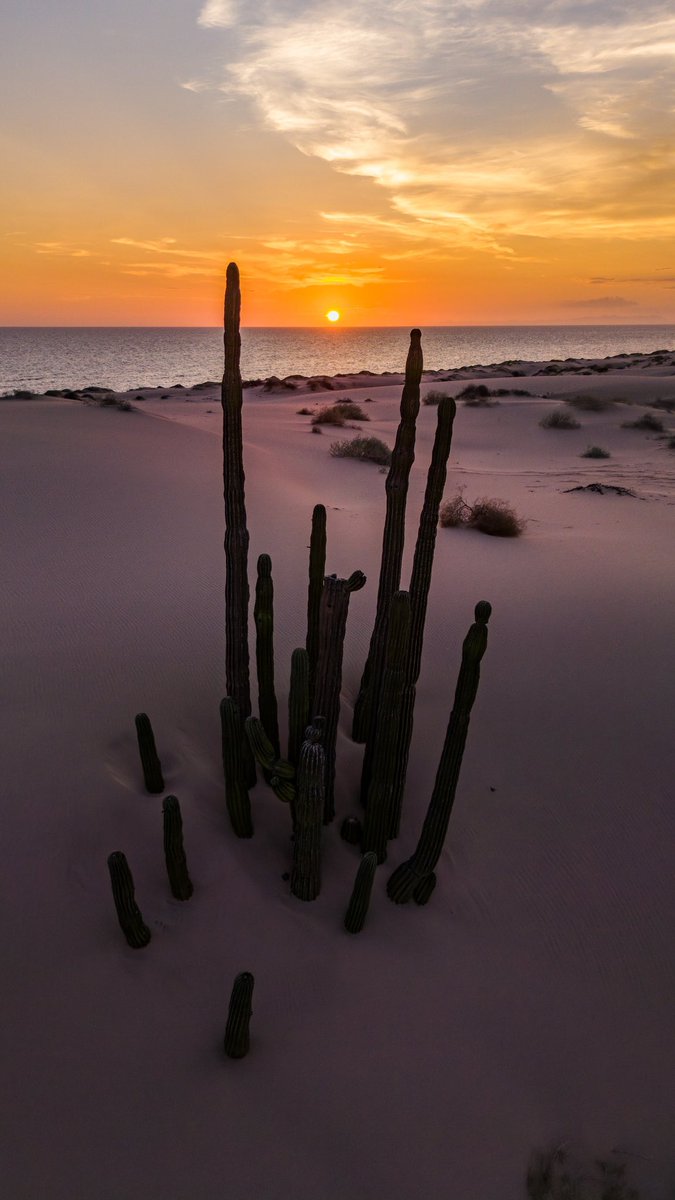 GGerardox2's tweet photo. Cardones enterrados, dunas, bosque de pino salado, mar. Esto es el Sahuimaro, SONORA. https://t.co/guEKvpjaiM