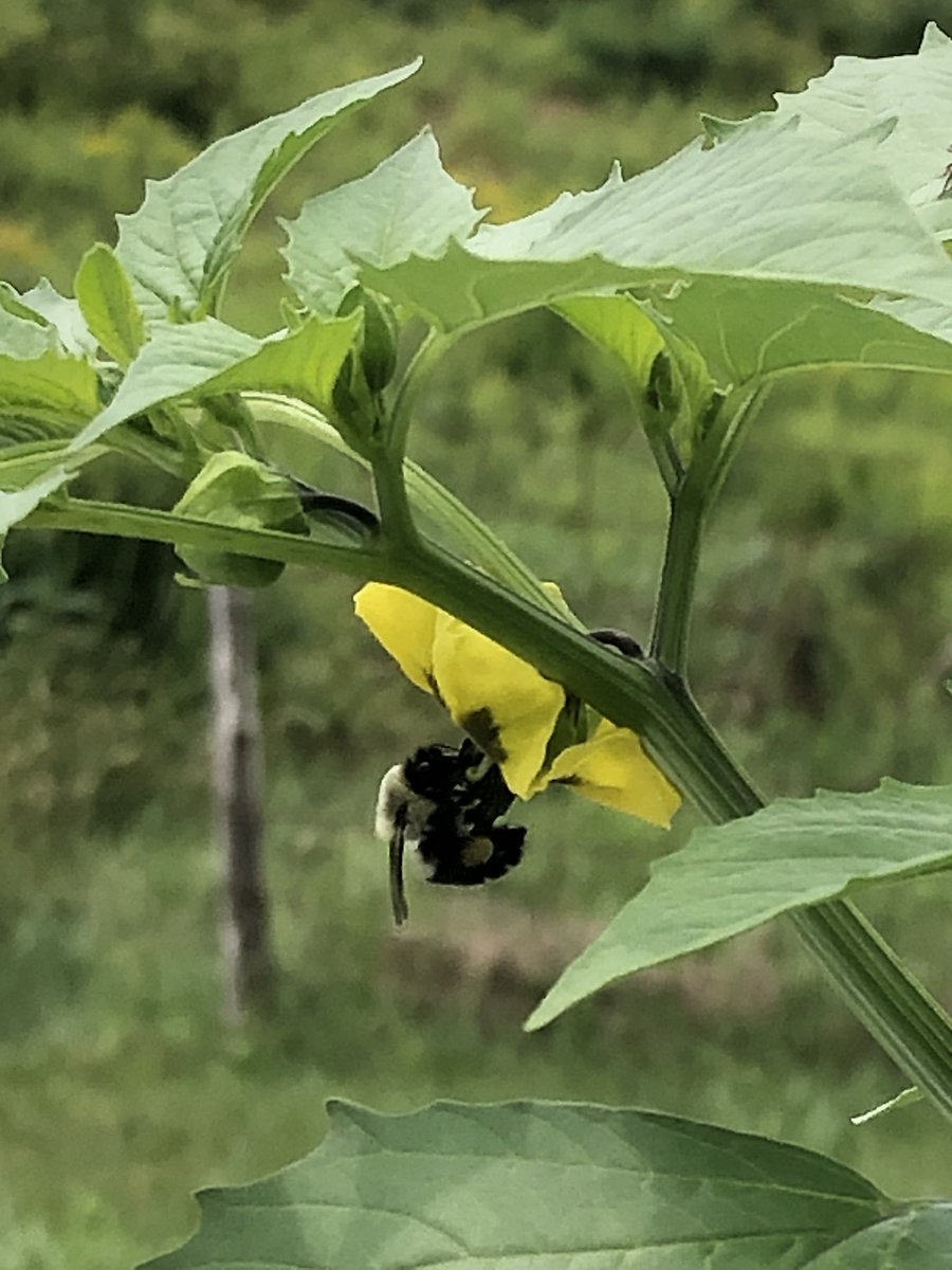 I swear I have the busiest bees…the plants here are always covered with bees and butterflies #nature