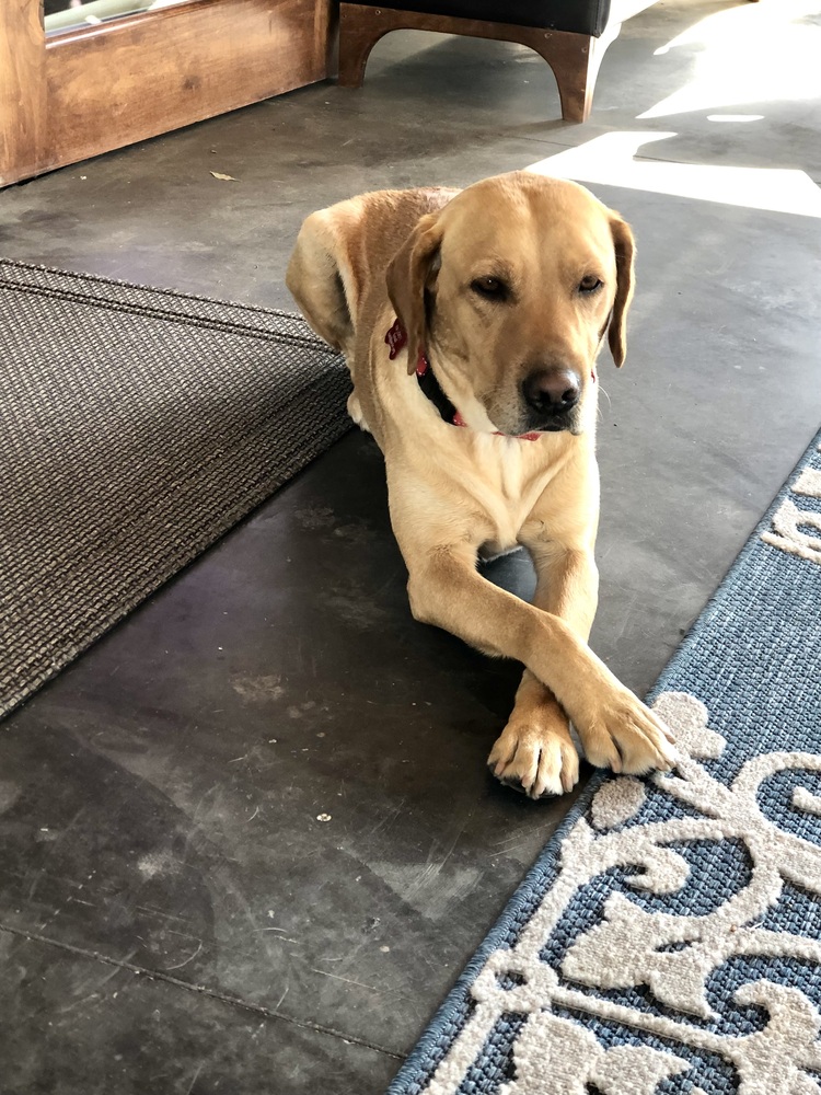 Meet Polly! She is a petite four-year-old yellow Labrador Retriever who loves spending time with her people and getting attention! A breeder surrendered Polly to WCLRR.