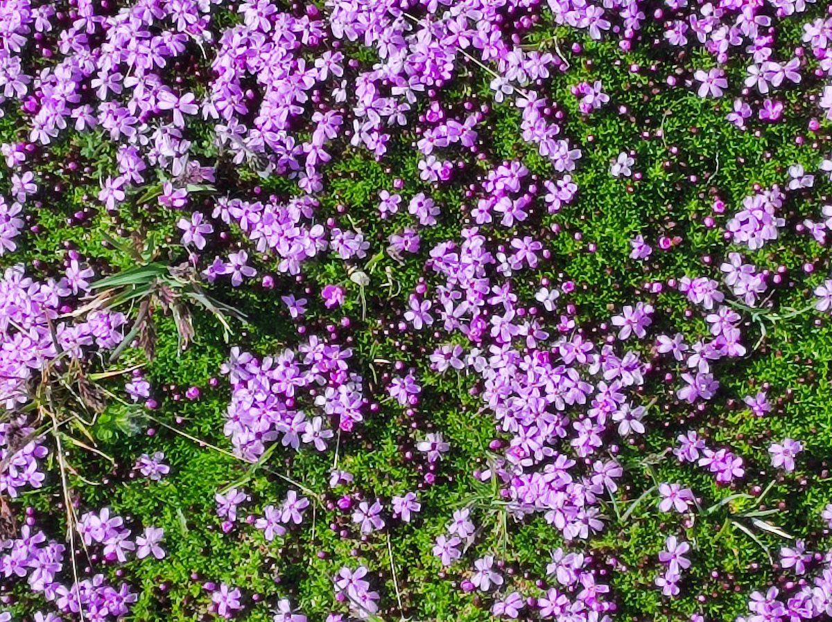 wilhelm_2112's tweet image. Silene acaulis 
(muschio di montagna fiorito)
Flora delle #alpi