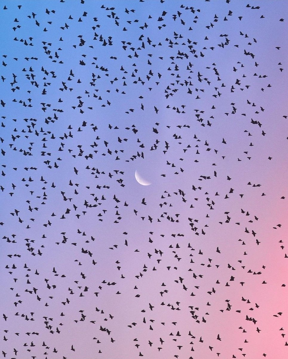 fubiz's tweet image. Incredible Birds Formation 🌙 by moamnaly
#moon #birds #murmuration #art #nature