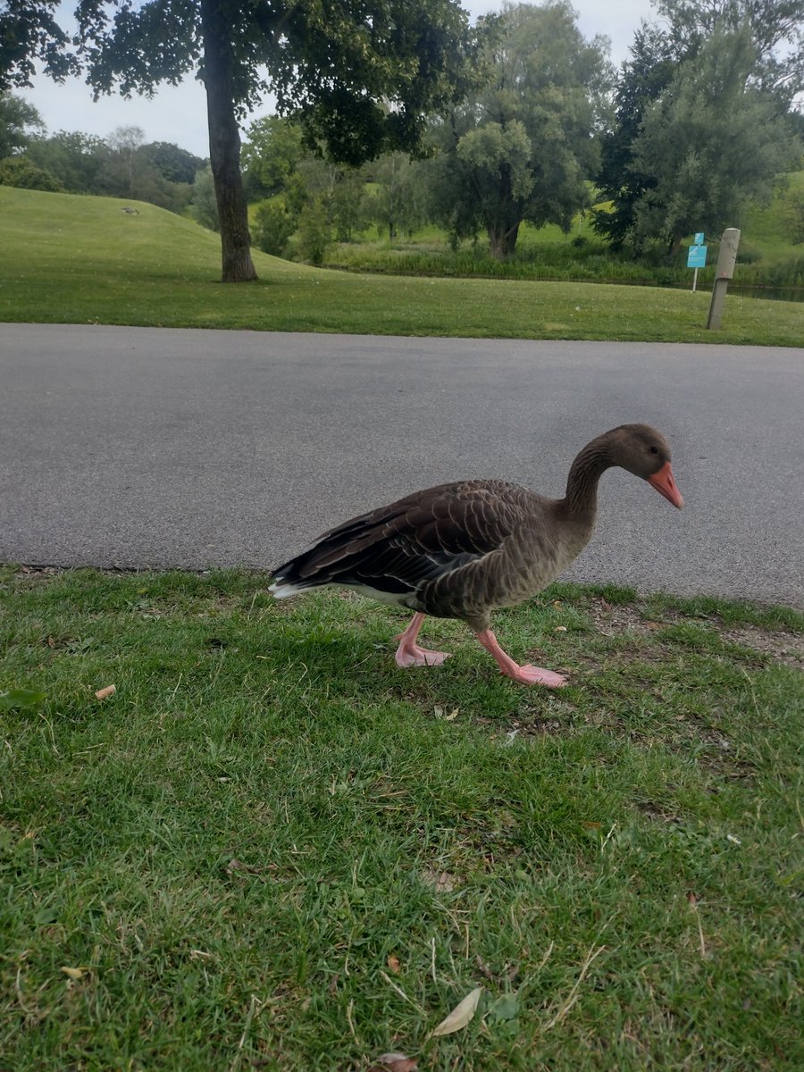 Flying Goose Studios 🦆 tweet media