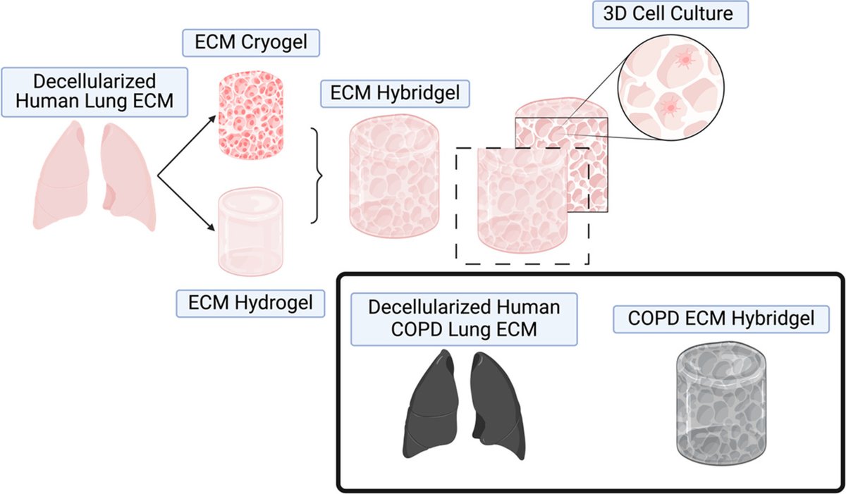 ActaBio's tweet image. Professor Rebecca Heise: Binary Fabrication of #Decellularized Lung #Extracellular Matrix Hybridgels for in vitro Chronic Obstructive Pulmonary Disease Modeling @VCU_BME @beccaheise sciencedirect.com/science/articl…