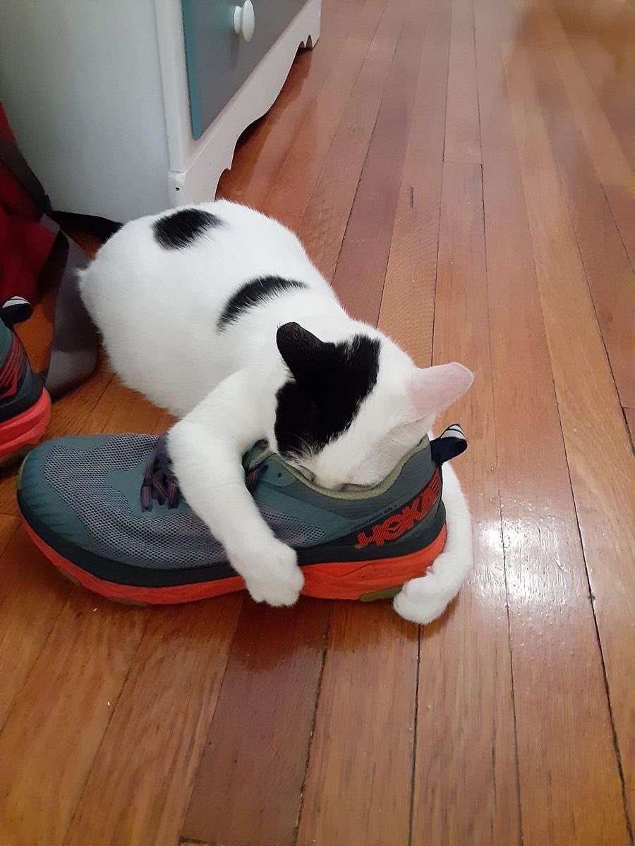 Cat Dealer tweet media
