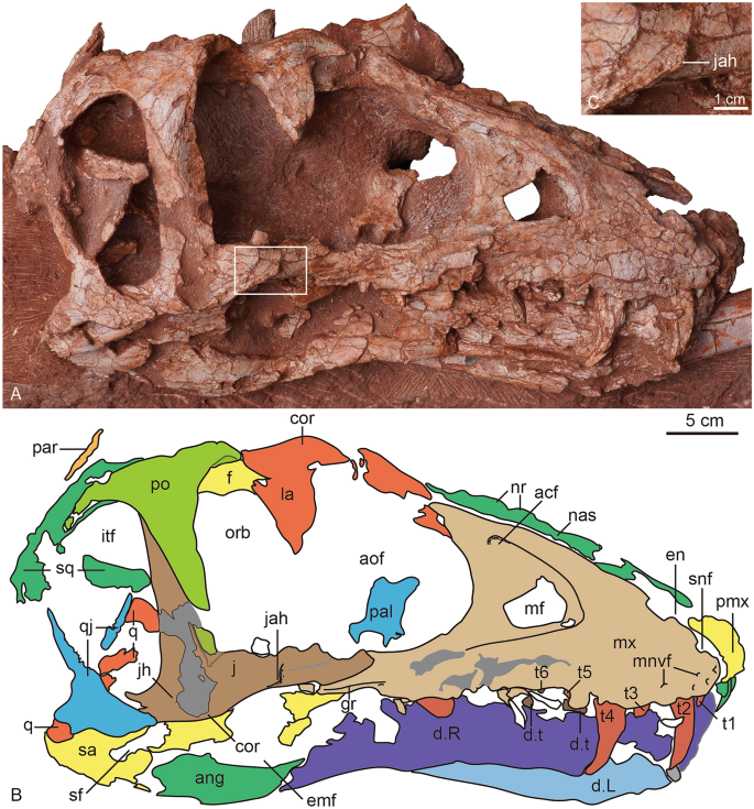 AYY YOO - NEW TYRANNOSAUR DROPPED!
Meet Asiatyrannus! A tyrannosaurid from southeastern China! Nests right near Nanuqsaurus!