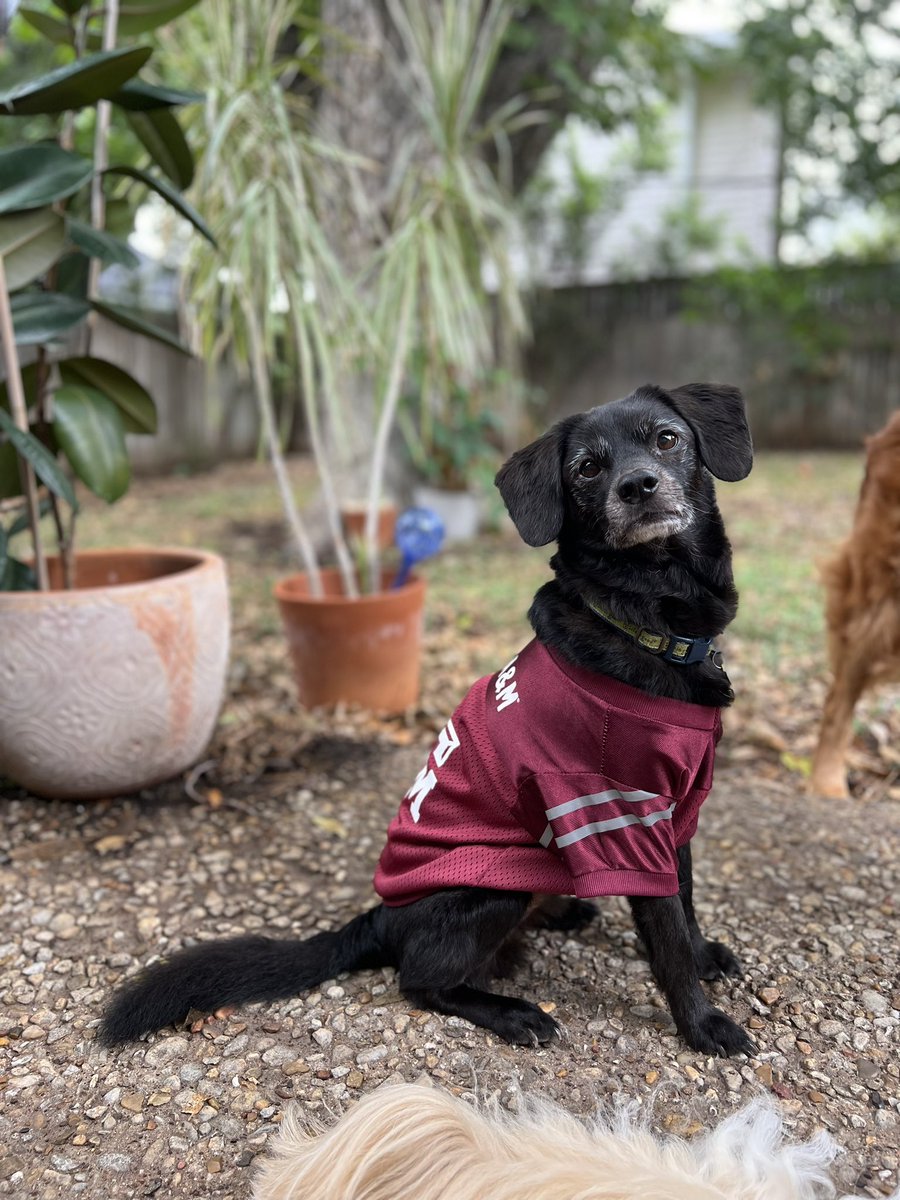 Working with the epileptologist 1 month after losing your soul dog following a long night of seizures is … something else. 
Definitely know  a new level of empathy for the fear our patients &amp; their families face. 
Thanks for helping me empathize, Beignet.  Miss ya buddy.