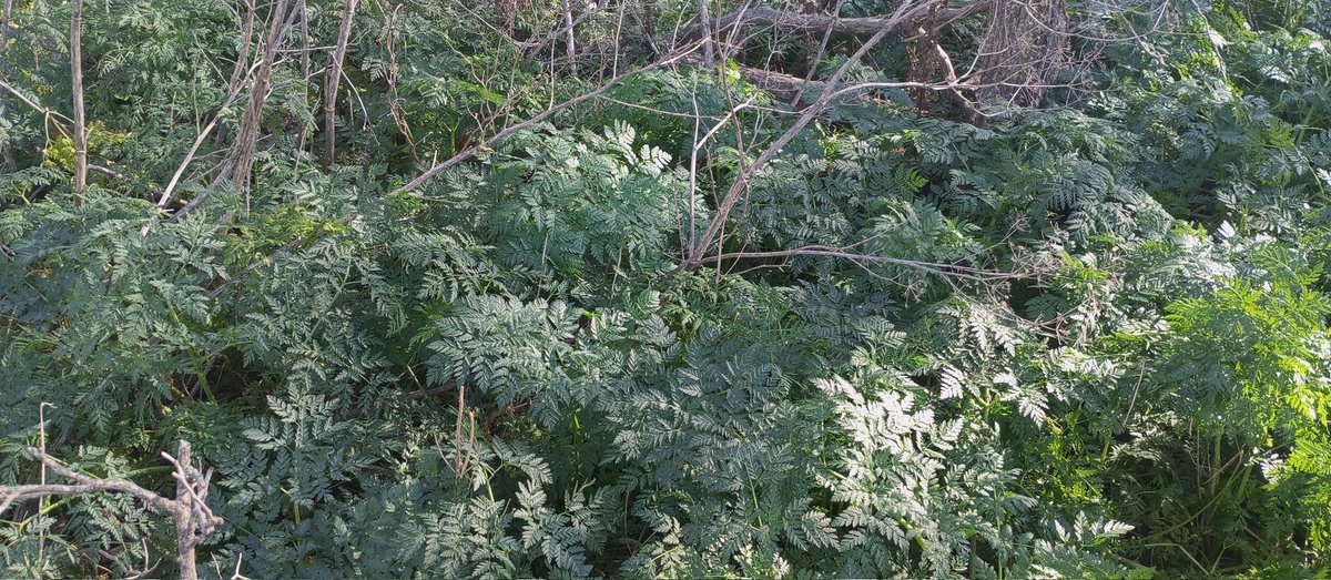 lukasnet's tweet image. Tiempos de #Cicuta