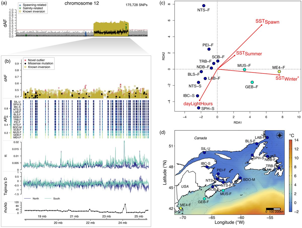 Evolutionary Applications (@evolappjournal) on Twitter photo Atlantic herring genetic structure is restricted to small parts of the genome. Genotype-environment associations show a putative inversion relates to a latitudinal pattern of winter seawater temp
with <a href="/apfuentes7/">Angela Fuentes Pardo🧬💻</a> <a href="/Ruzzante_Lab/">Ruzzante Lab</a> @xtinabourne @rystanman
doi.org/10.1111/eva.13… Atlantic herring genetic structure is restricted to small parts of the genome. Genotype-environment associations show a putative inversion relates to a latitudinal pattern of winter seawater temp
with <a href="/apfuentes7/">Angela Fuentes Pardo🧬💻</a> <a href="/Ruzzante_Lab/">Ruzzante Lab</a> @xtinabourne @rystanman
doi.org/10.1111/eva.13…