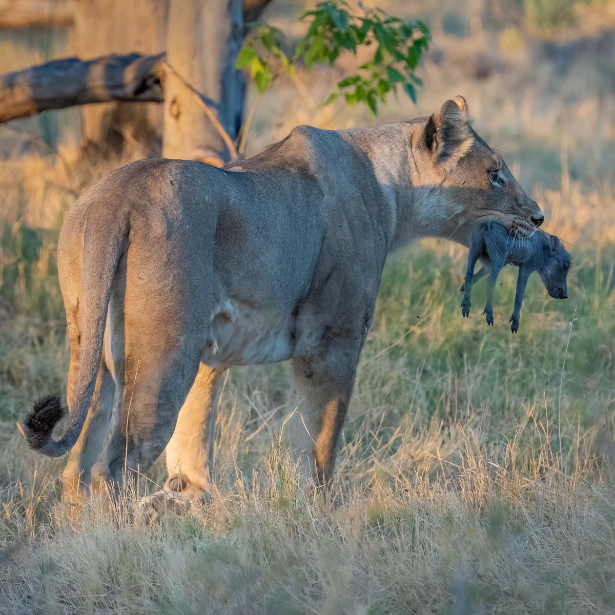 Witnessing nature's struggle and survival, a lioness with her hard-earned meal. A glimpse into the harsh reality of the wild and a poignant reminder of balance in the ecosystem🐾

📸 Rosie Jackson Photography

#OkavangoExpeditions #OkavangoDelta #BotswanaTourism #AfricanSafari