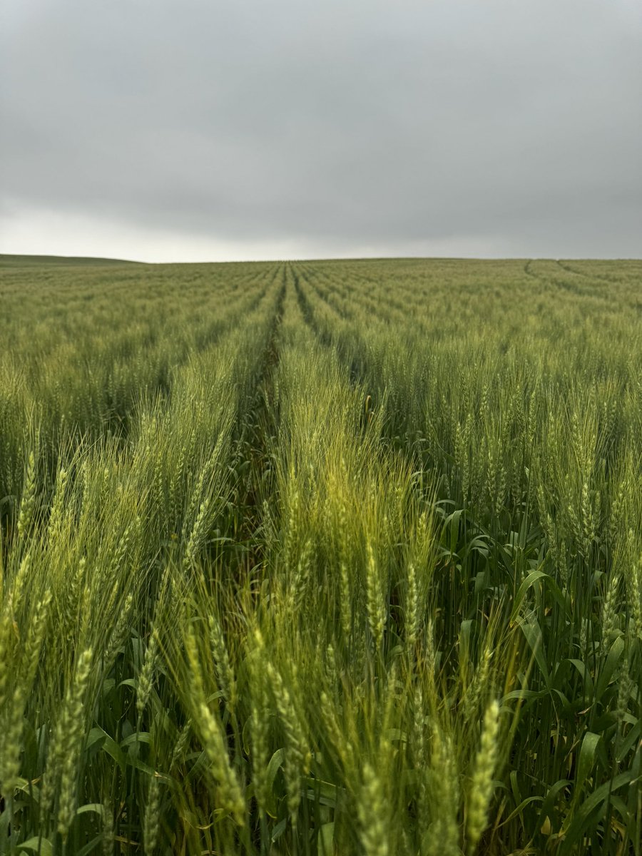 Jade Almberg tweet media