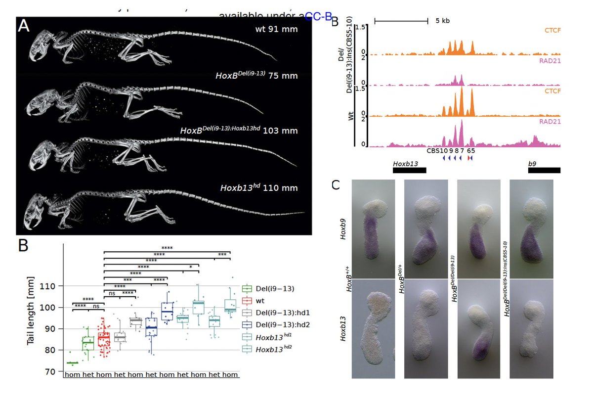 Compelling work on Hox13 paralogs role in  axial length in mouse 
<a href="/Duboule/">Denis Duboule</a> group biorxiv.org/content/10.110… &amp; demonstration of the value of #gastruloids as a model to provide evidence for good questions. + proof of how DNA space is read as time in #Hox gene expression #InHoxWeTrust