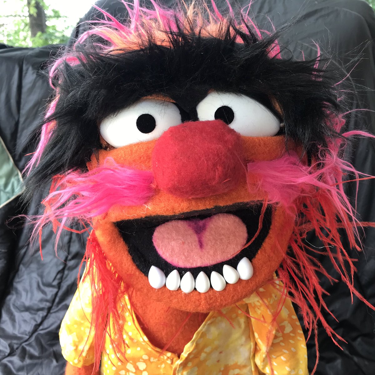 ceye's tweet photo. Outstanding custom built #muppet Animal replica for sale. #puppet #handpuppet #TheMuppets #Animal #ElectricMayhem 👉 https://t.co/ReqlgA5HHl https://t.co/ajPJBoHPbK