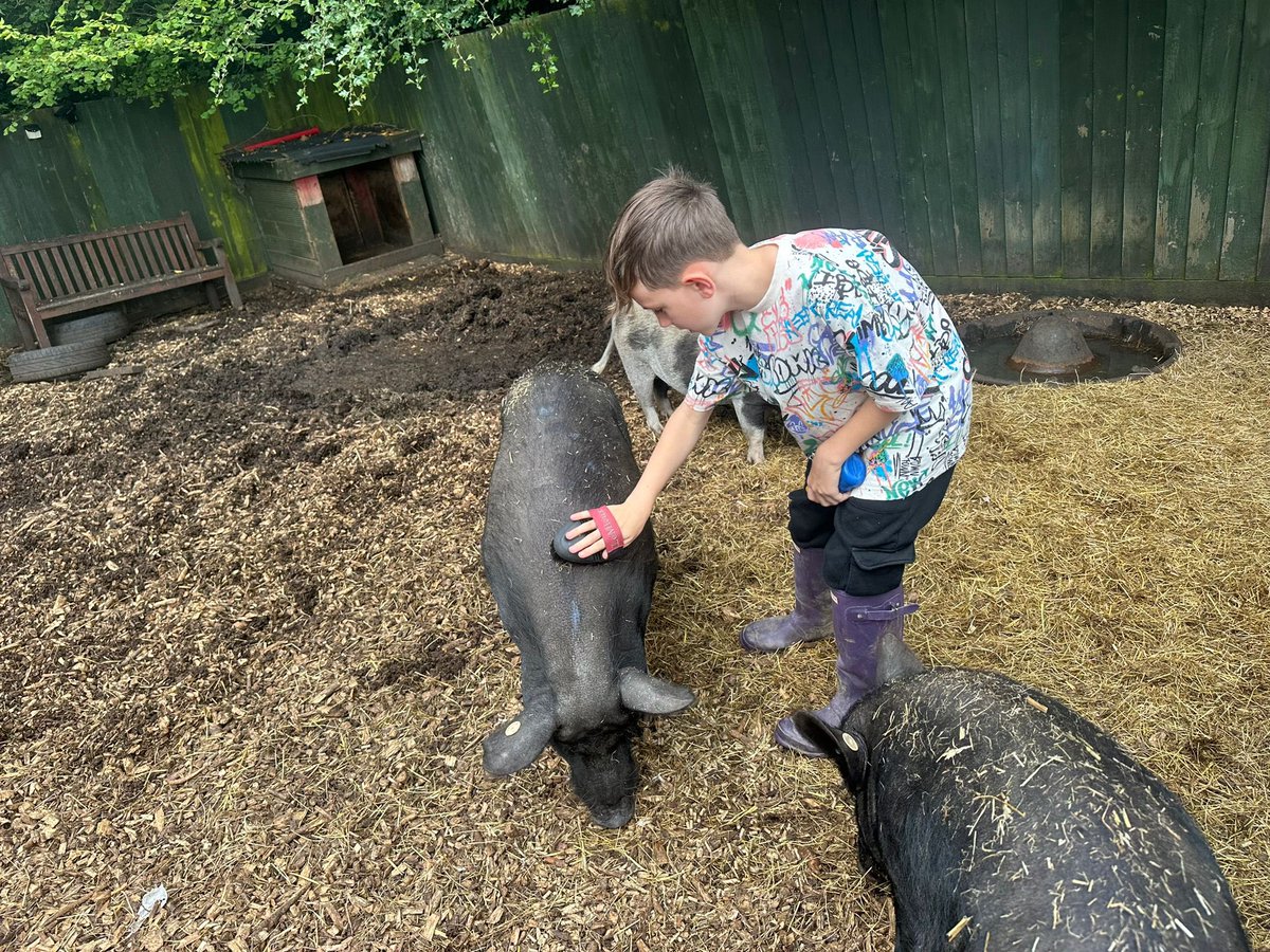 Watersidepigs tweet media