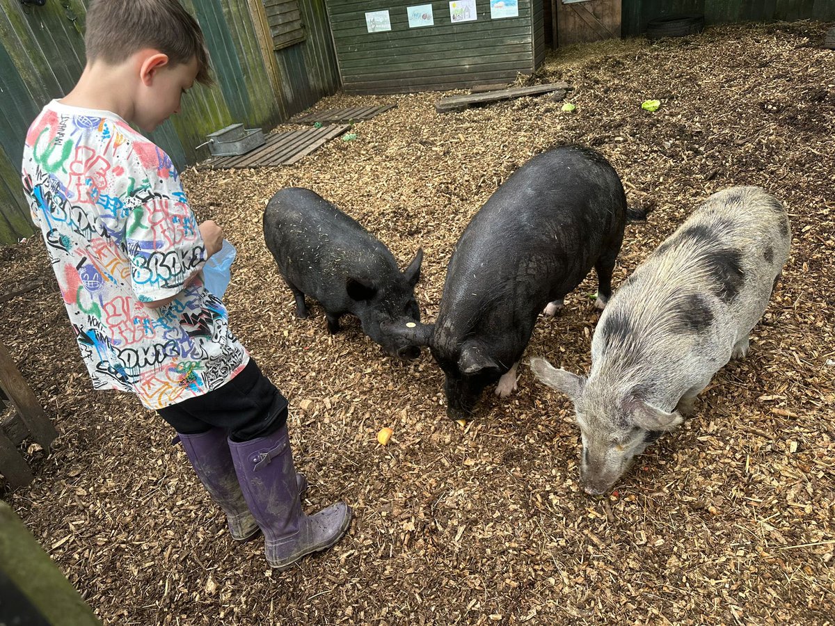 Watersidepigs tweet media