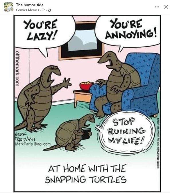 MATTS_Turtles's tweet image. 