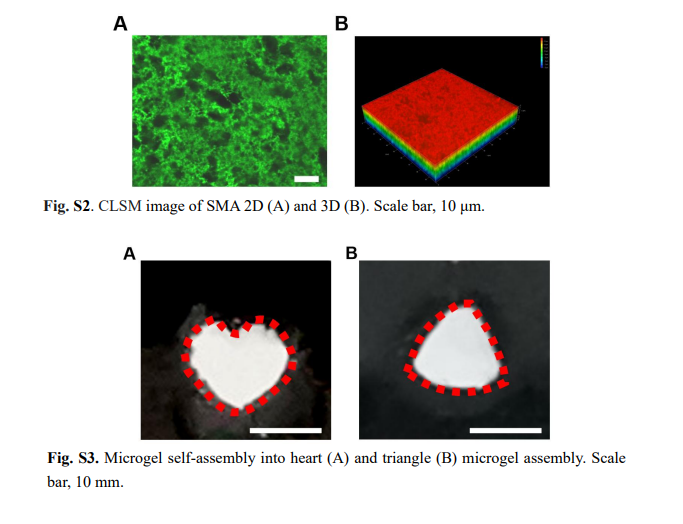 ExtracellMatrix's tweet photo. Researchers present an in situ triggered self-contraction bioactive #microgel assembly that accelerates diabetic skin wound healing by activating mechanotransduction and biochemical pathway.
https://t.co/yKYkz5uVld https://t.co/Z1rBqd6C6V