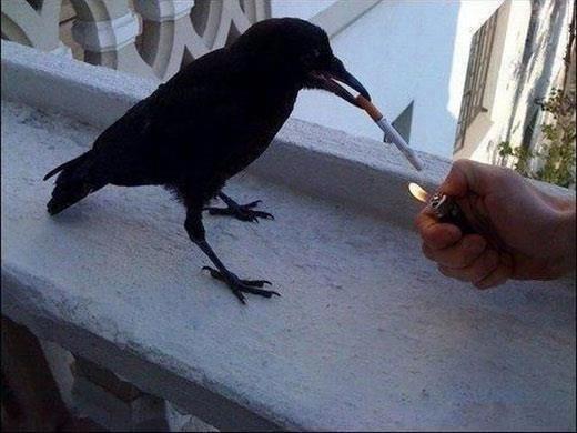 skotinakis tweet media