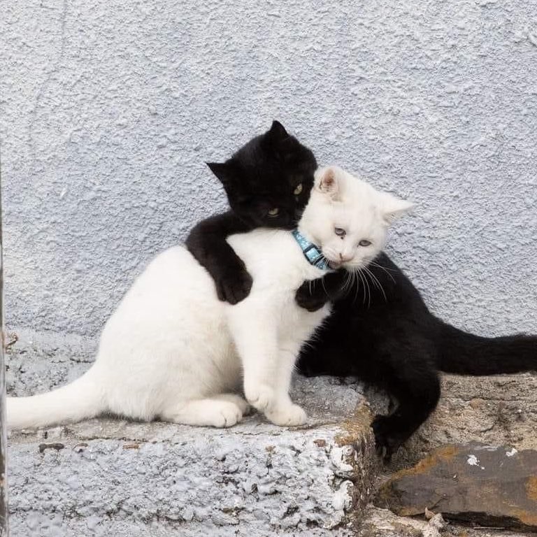 svt as cats tweet media