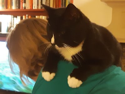 Love my cats (even if only one is pictured). Meet anaconda cat (aka Sydney).

#childlesscatlady