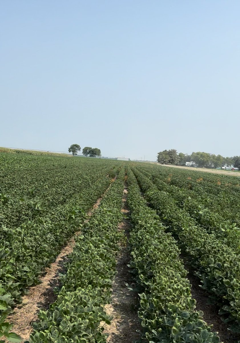 Reed Seed - Clay Center, KS tweet media