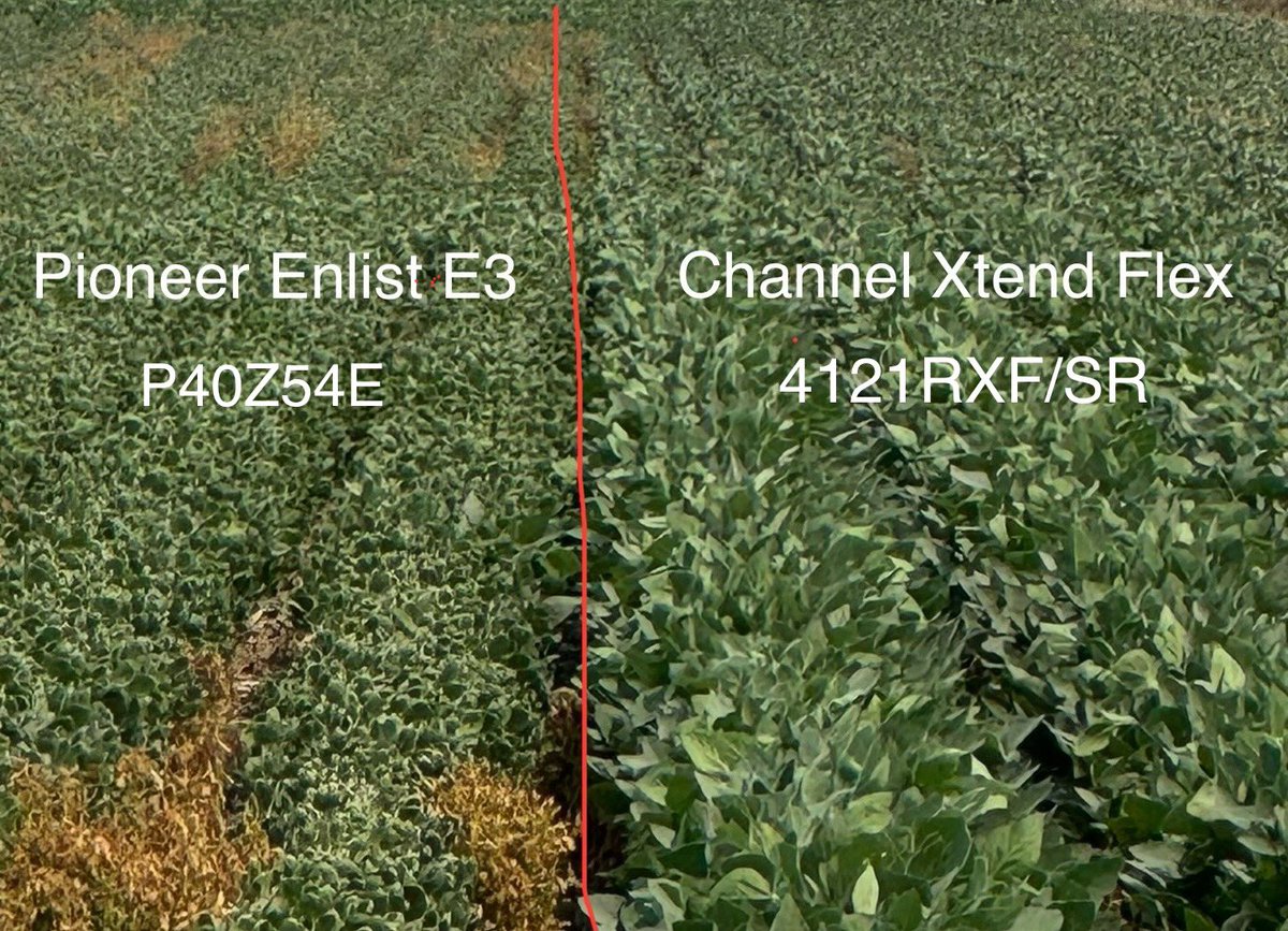 Reed Seed - Clay Center, KS tweet media