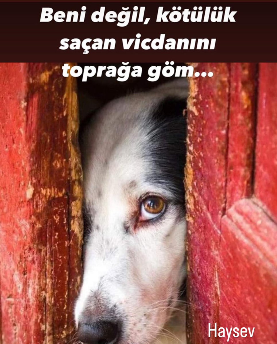 İnsan olmak zor iştir, vicdanlı olacaksın, ahlaklı olacaksın, adaletli olacaksın, sadece kendini değil tüm canlıları sevebilecek kadar güzel yürekli olacaksın… insan olmak zor iştir… #yasadeğilcinayet #YasayiGeriÇek