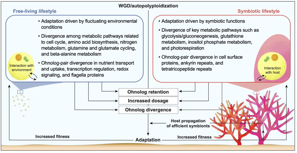 Debashish Bhattacharya (@debashb) on Twitter photo Happy to have contributed to this excellent paper by @KEdougan in the group of <a href="/dorkyM/">Cheong Xin (CX) Chan</a> that provides a model of how whole-genome duplication shaped evolution of the heat-tolerant coral algal symbiont, Durusdinium (science.org/doi/10.1126/sc…). Algae rock! Great work everyone. Happy to have contributed to this excellent paper by @KEdougan in the group of <a href="/dorkyM/">Cheong Xin (CX) Chan</a> that provides a model of how whole-genome duplication shaped evolution of the heat-tolerant coral algal symbiont, Durusdinium (science.org/doi/10.1126/sc…). Algae rock! Great work everyone.