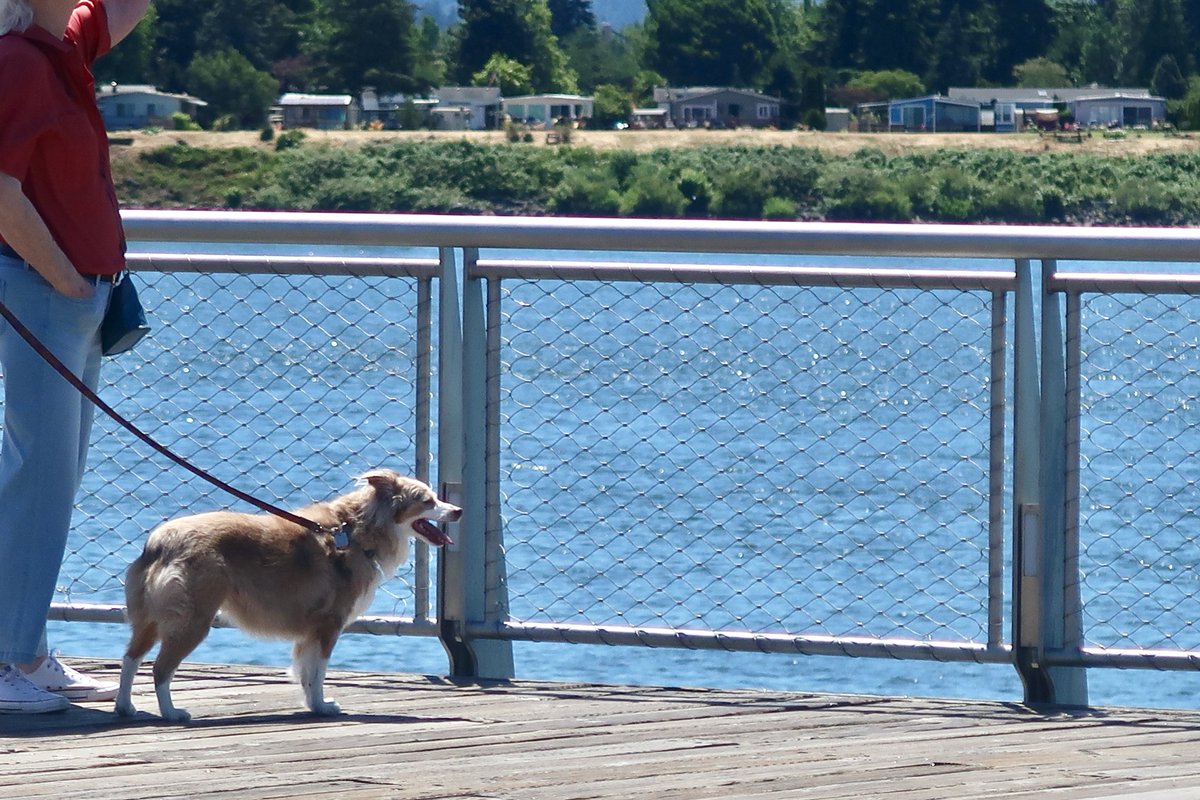 GrantStreetPier's tweet photo. Come! Come! I welcome any and all furry friends! If you haven't brought your fur babies yet or haven't visited in a while, now is the time to plan a fun outing! That happy face is priceless. ππΆ
#grantstreetpier #piersonality #vanwa #vanwapier https://t.co/V11Ba3oeZo