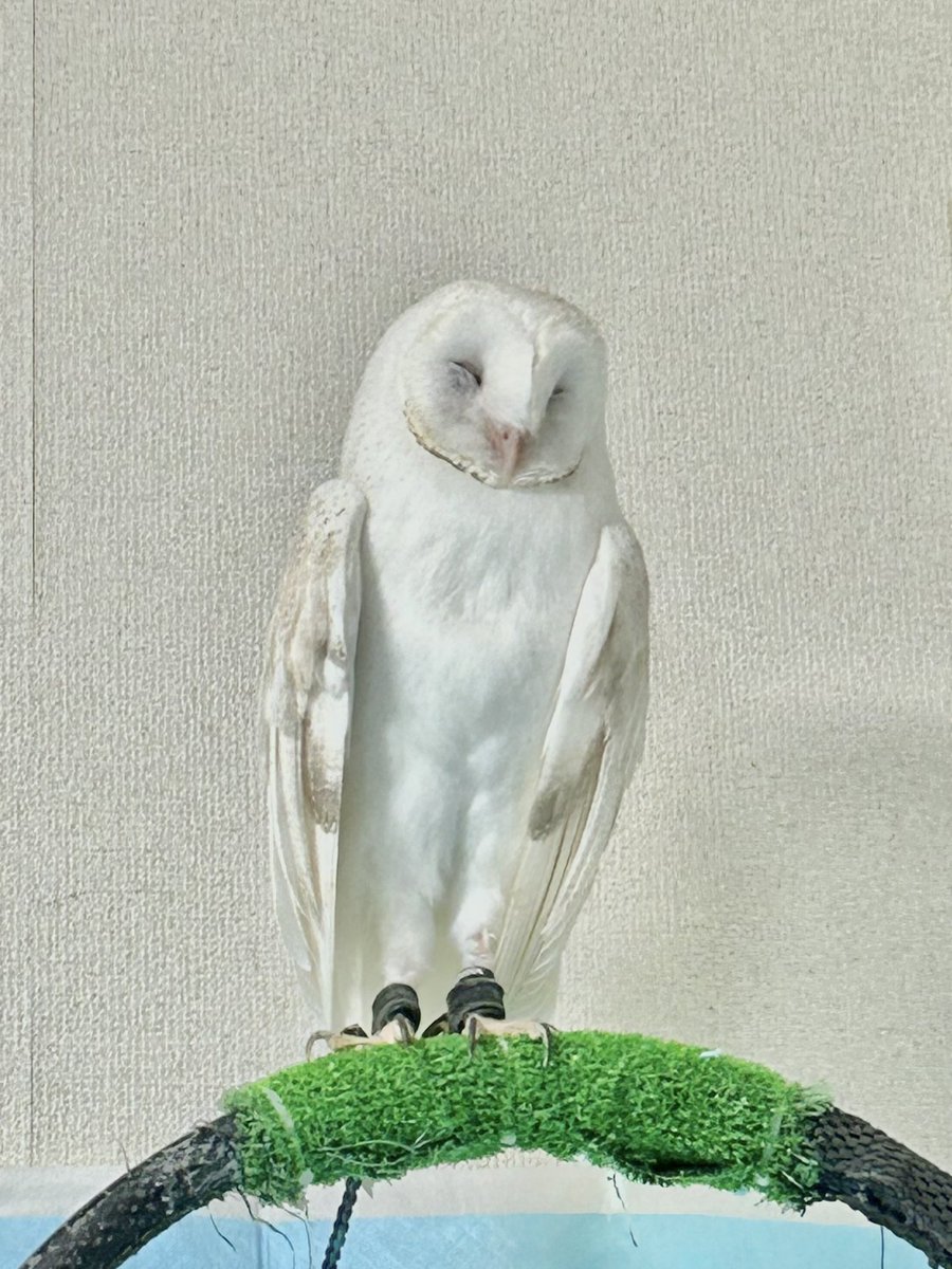置物の窓