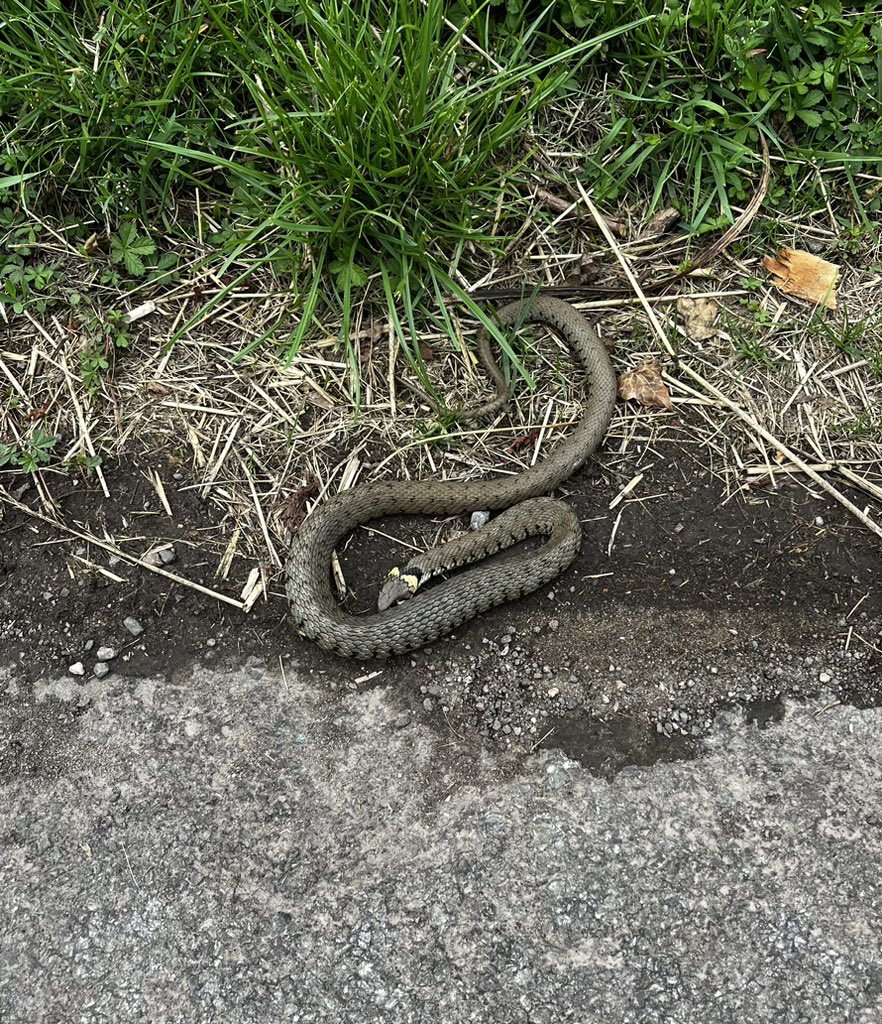 Matthew Kvesic tweet media